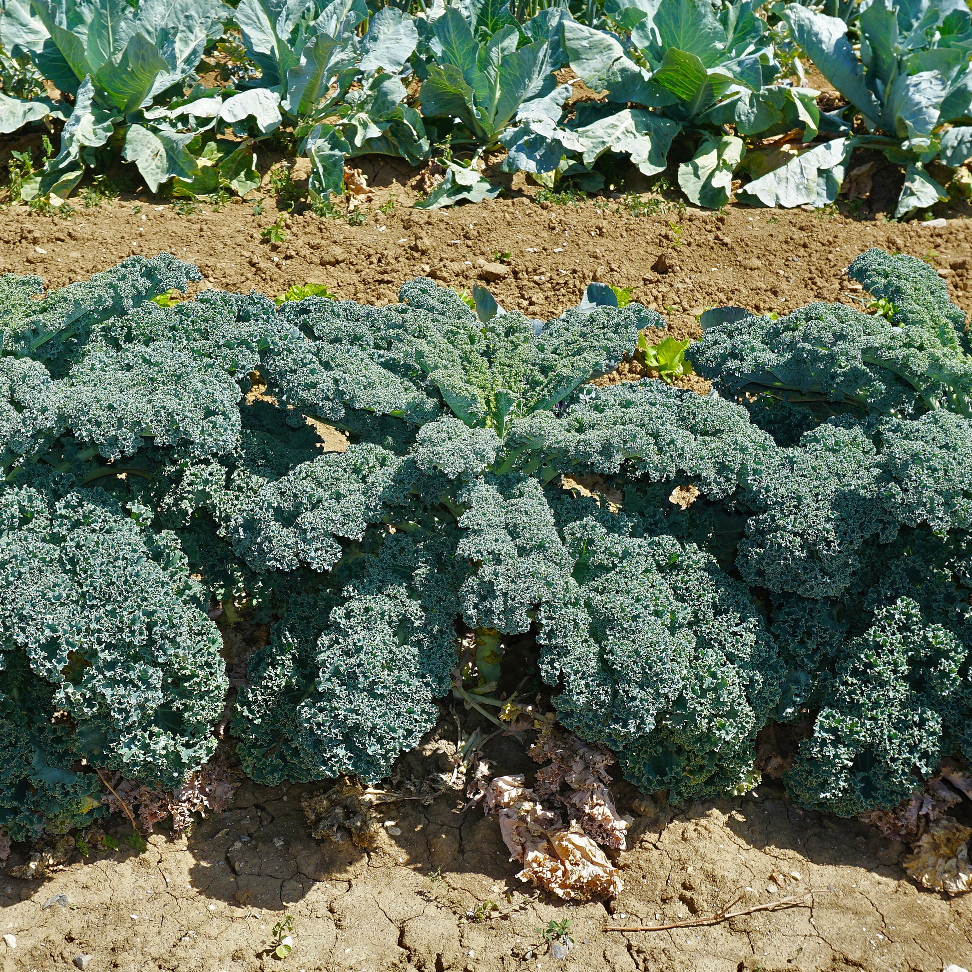 Wirsing ‚Westlandse Herbst‘ - Bakker