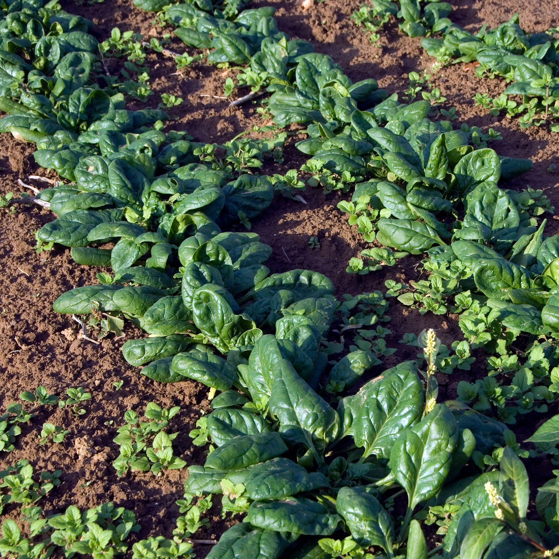 Spinat 'Nores' - Beta vulgaris nores - Bakker