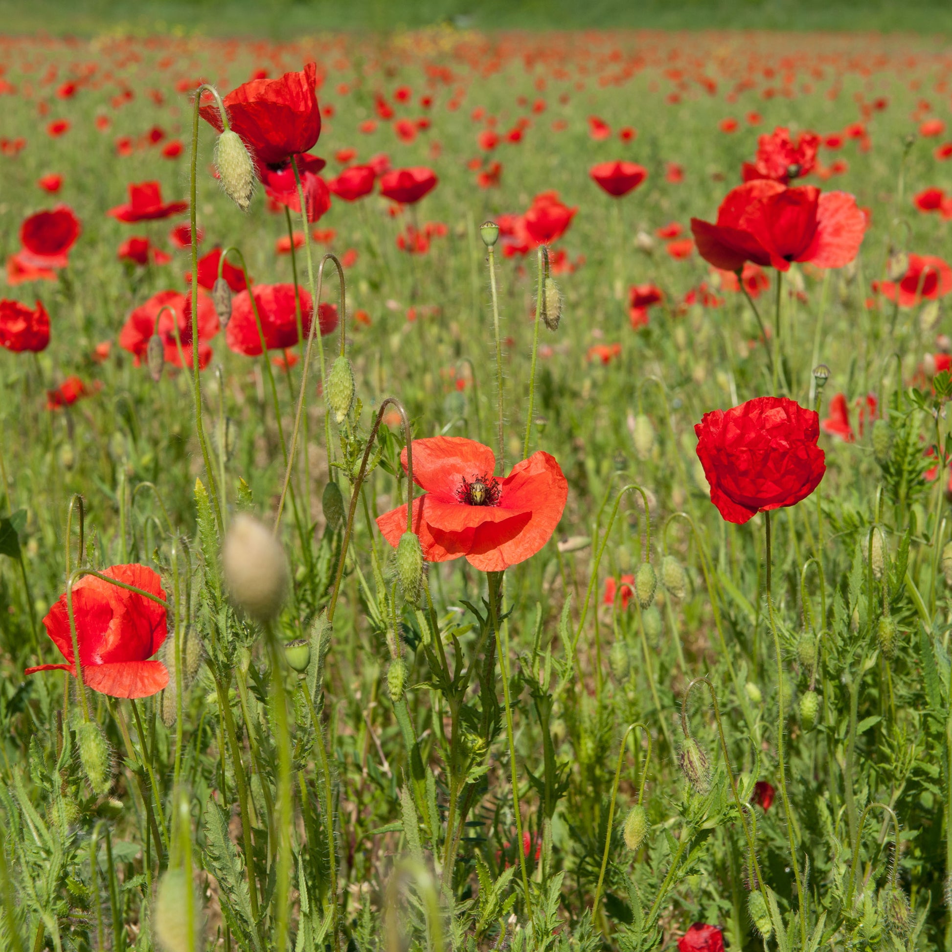 Papaver rhoeas red corn poppy - Klatschmohn - Samen für einjährige Blumen