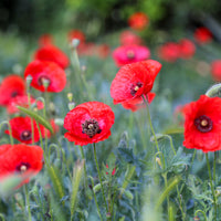 Klatschmohn - Bakker
