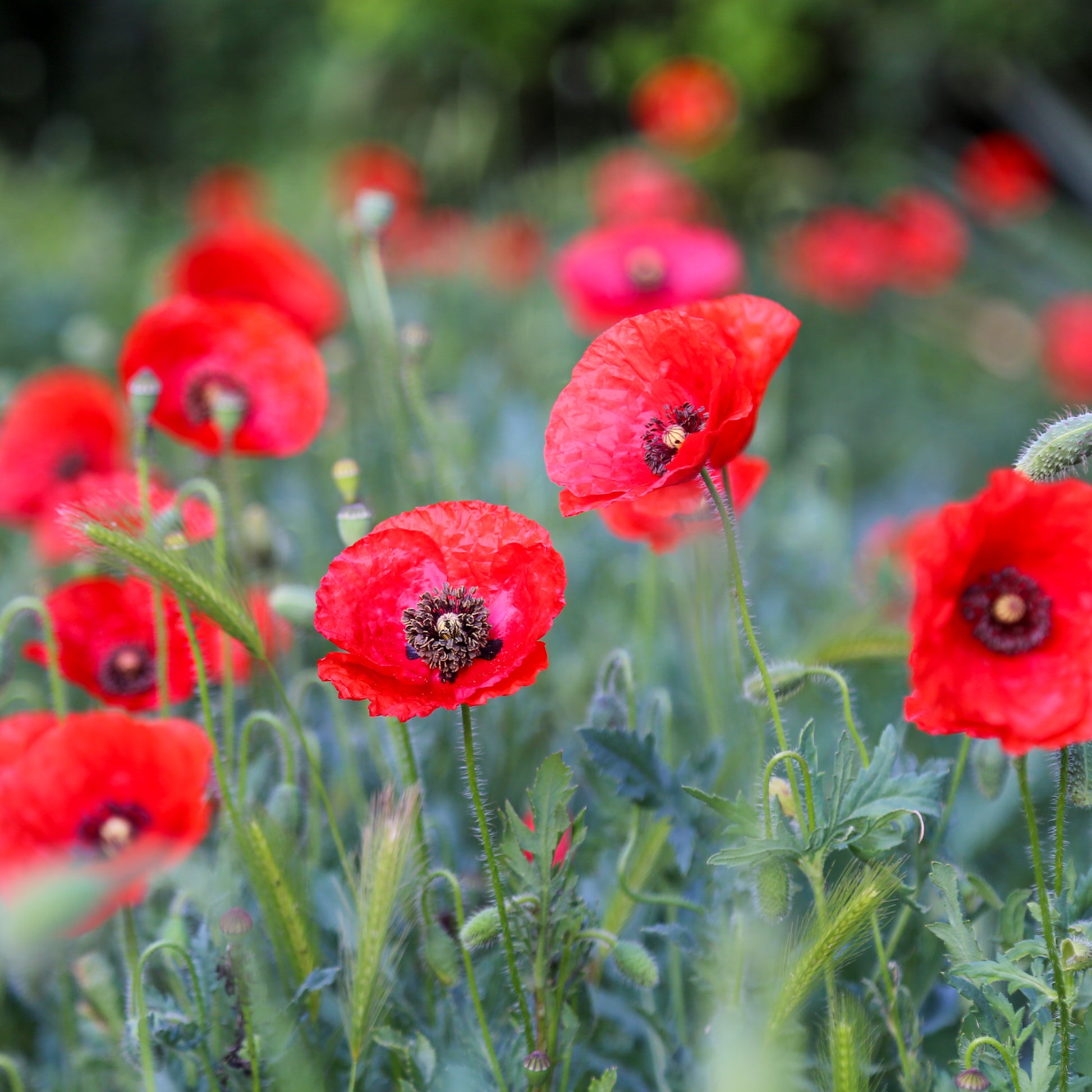 Klatschmohn - Bakker