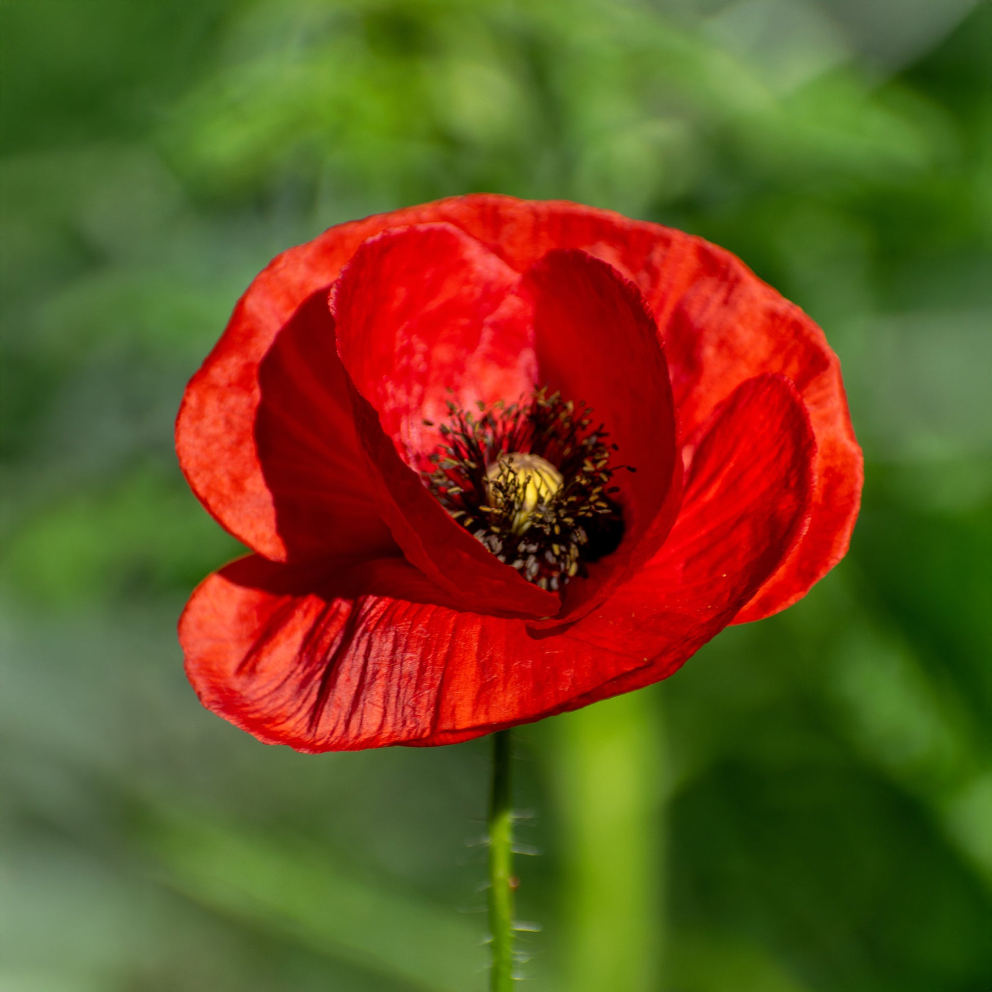 Klatschmohn - Papaver rhoeas red corn poppy - Bakker