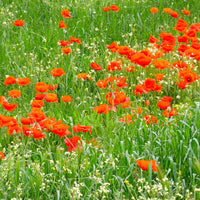 Samen für einjährige Blumen - Klatschmohn - Papaver rhoeas red corn poppy
