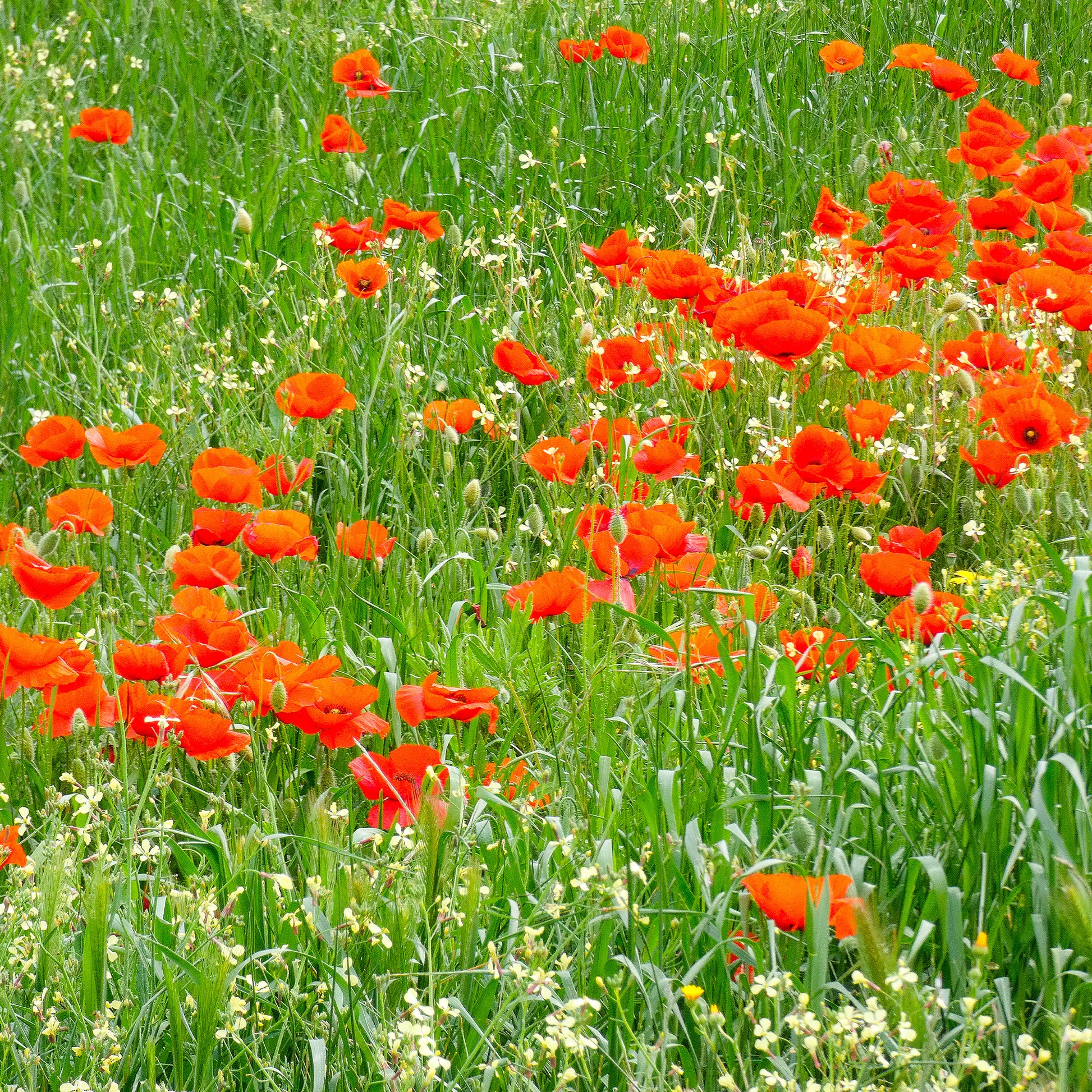 Samen für einjährige Blumen - Klatschmohn - Papaver rhoeas red corn poppy