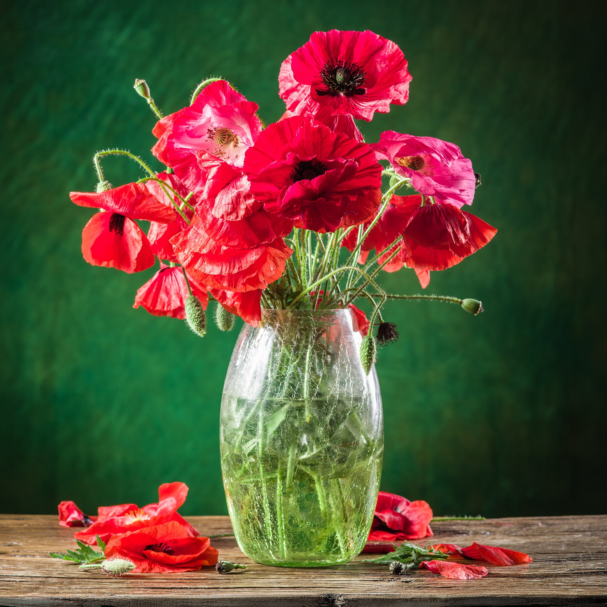 klatschmohn saatgut Saatgut Klatschmohn 'Red Corn Poppy' Bio - Papaver rhoeas red corn poppy