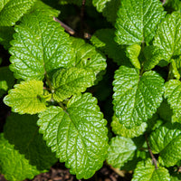 Zitronenmelisse Melissa officinalis - Bakker