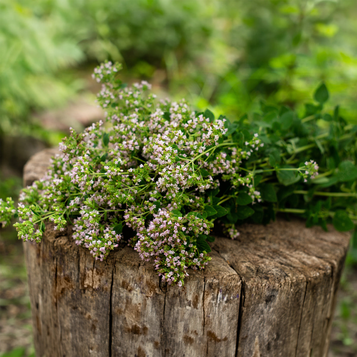 Oregano Bio
