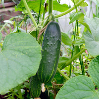 Gurke Cucumis 'Marketmore' - Cucumis sativus marketmore - Bakker
