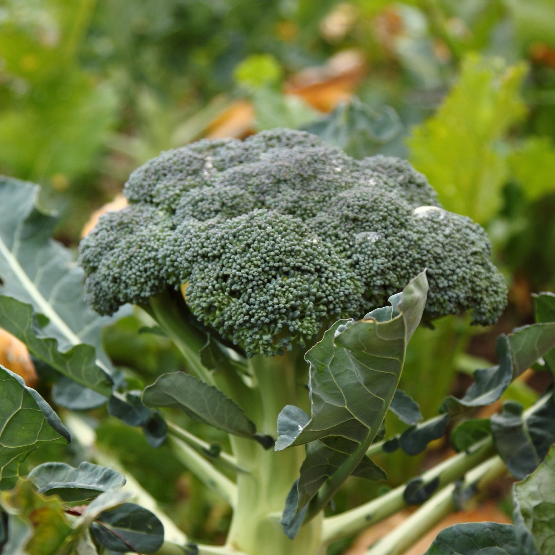 Einköpfiger Brokkoli 'Calabrese Natalino - Brassica oleracea calabrese natalino - Bakker