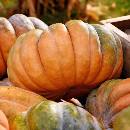Moschuskürbis ‘Musquée de Provence’ Bio - Bakker