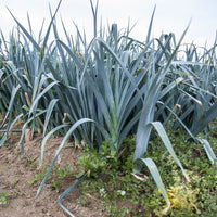 Lauch Allium porrum 'De Carentan 2' - Allium porrum monstrueux de carentan 2 (30 g) - Bakker