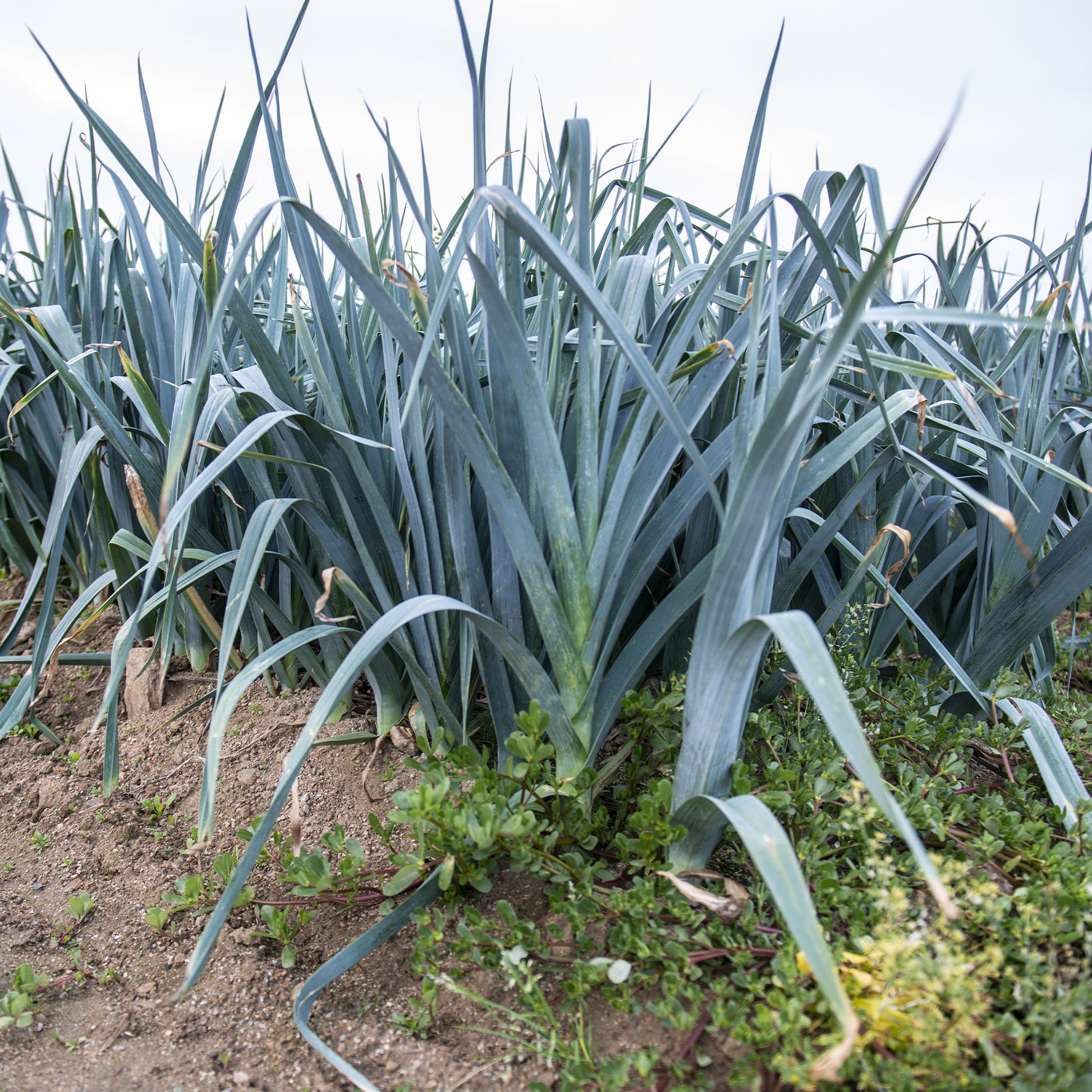 Lauch Allium porrum 'De Carentan 2' - Allium porrum monstrueux de carentan 2 (30 g) - Bakker