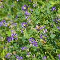 Alfalfa Medicago sativa - Medicago sativa - Bakker