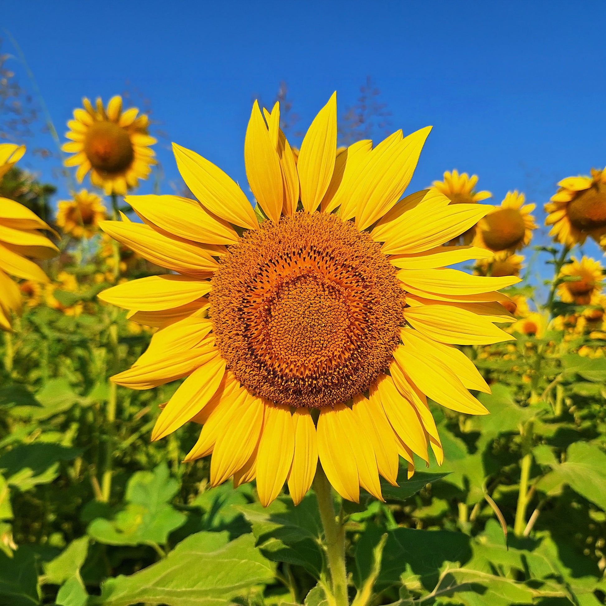 Saatgut Sonnenblume 'Giganteus' - Helianthus annuus giganteus