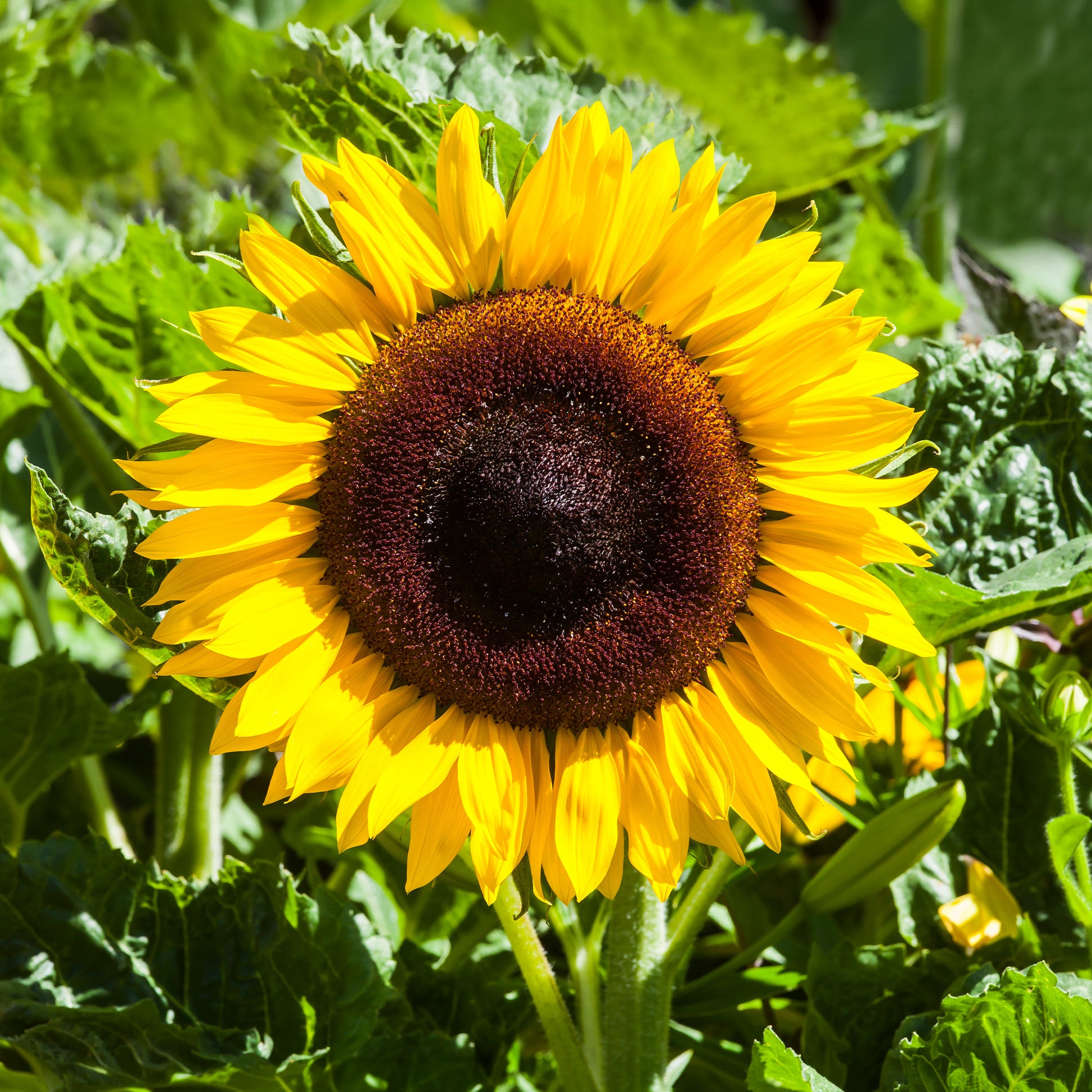 Saatgut Sonnenblume 'Giganteus' - Helianthus annuus giganteus
