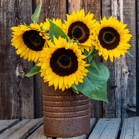 Sonnenblume 'Sunspot' - Bakker
