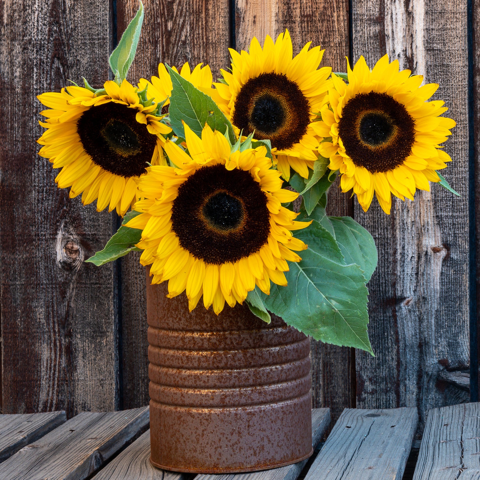 Sonnenblume 'Sunspot' - Bakker