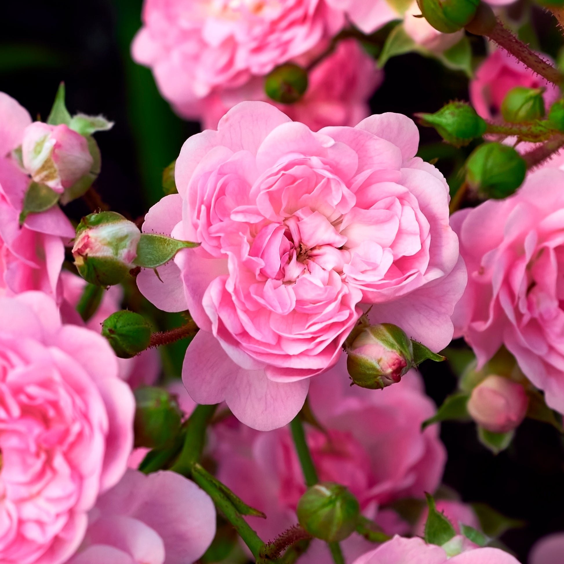 Rose Rosa 'The Fairy'® - Rosa polyantha 'the fairy'