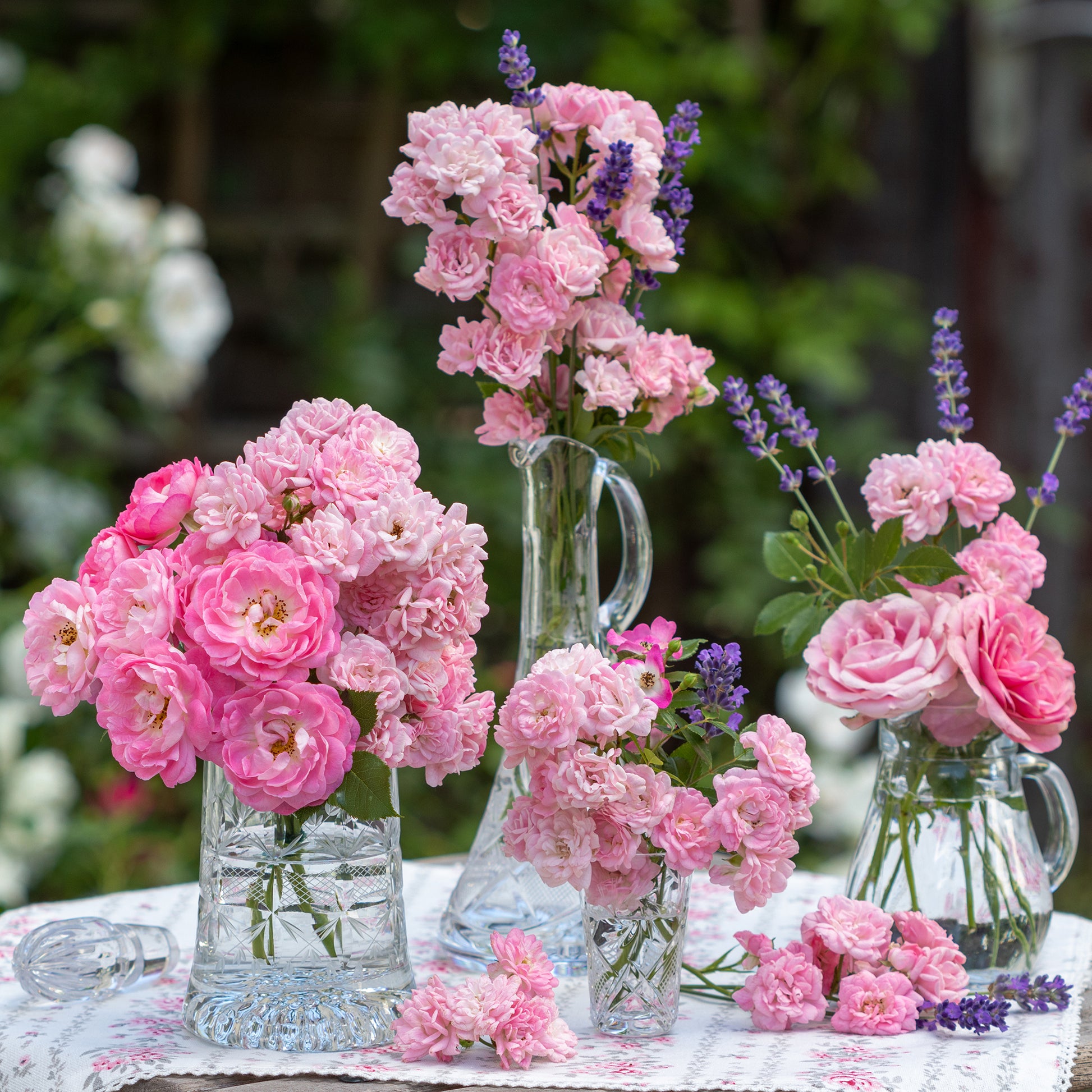Rose Rosa 'The Fairy'® - Rosa polyantha 'the fairy'