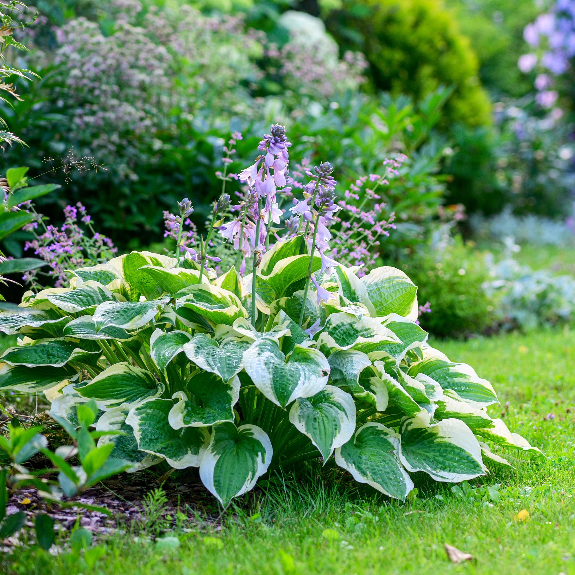 Hosta hybride patriot - Funkie 'Patriot' - Hosta - Funkie