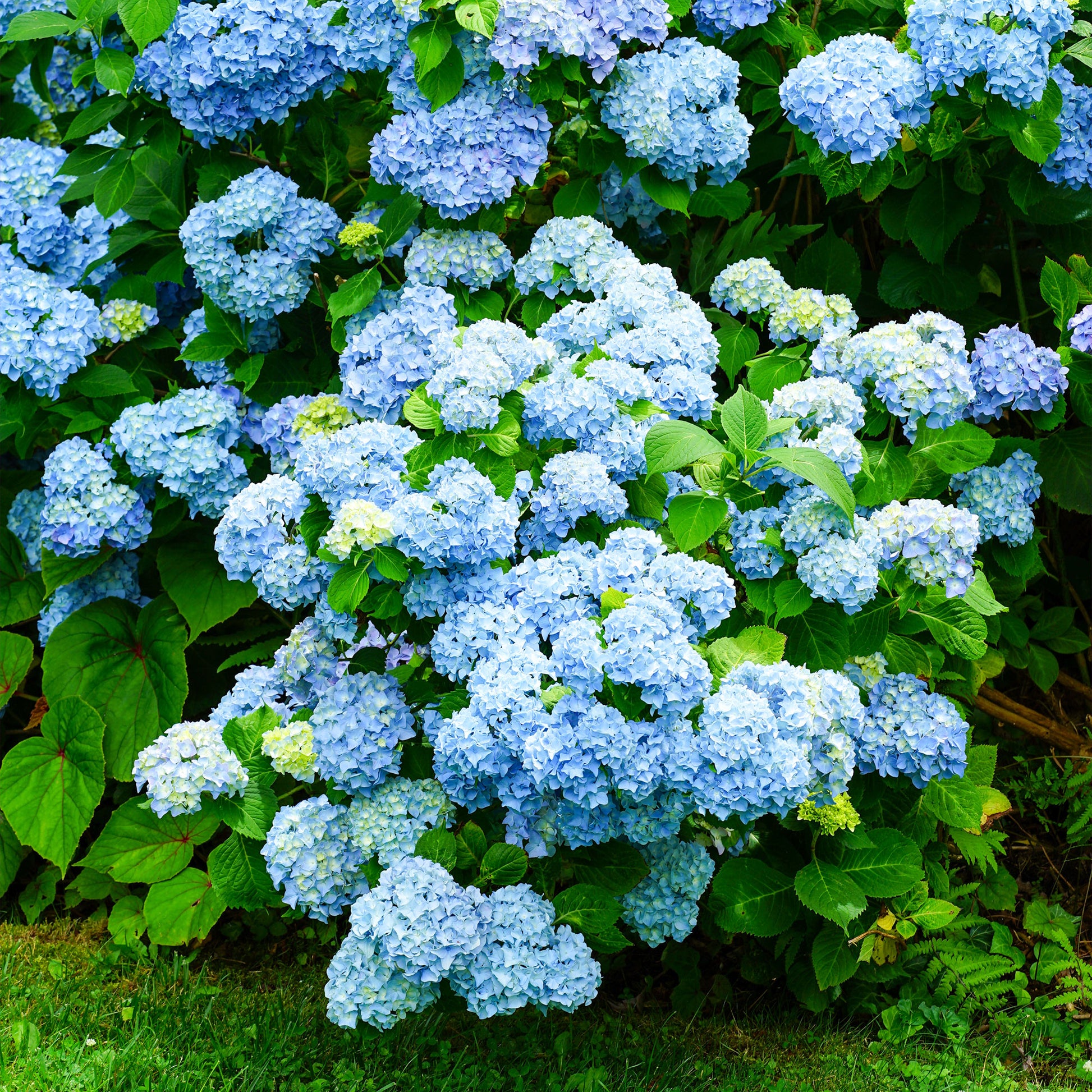 Großblättrige Hortensie - Bauernhortensie macrophylla Blau - Hydrangea macrophylla