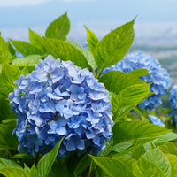 Verkauf Hortensie blau - Hydrangea macrophylla