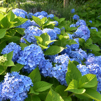 Hortensie blau - Hydrangea macrophylla - Bakker