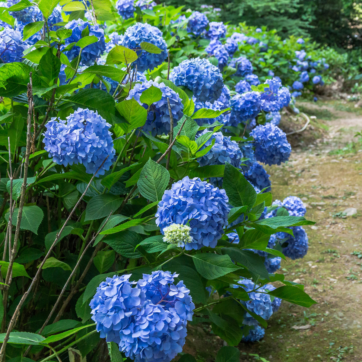 Hortensie blau