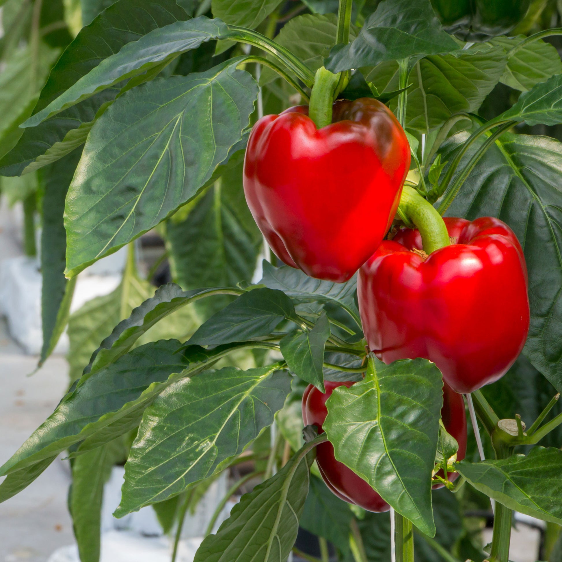 Saatgut Paprika 'Jubilandska' Bio - Capsicum annuum jubilandska