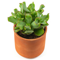 Pfennigbaum - Bakker