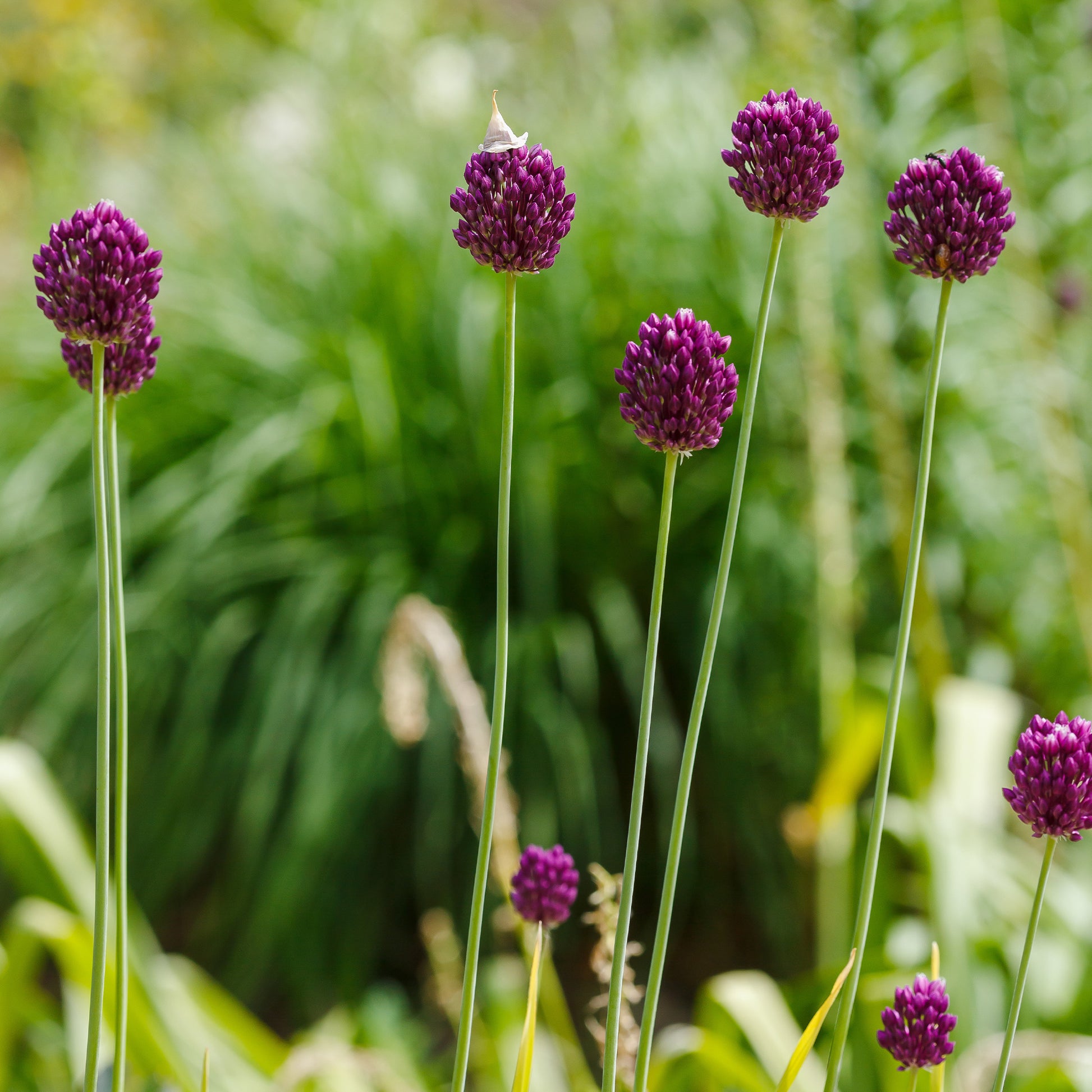 Allium sphaerocephalon - Kugellauch (x25) - Allium-Zwiebeln
