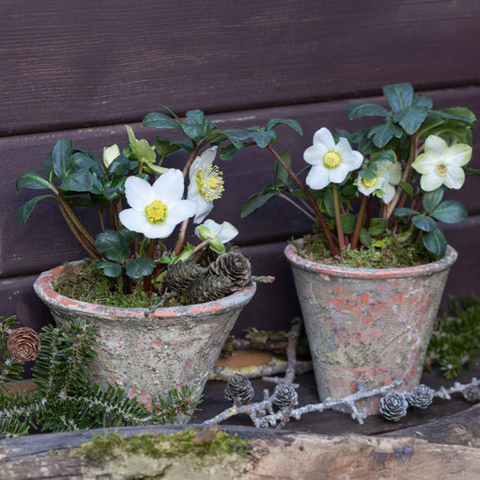 Christrose 'Christmas Carol'