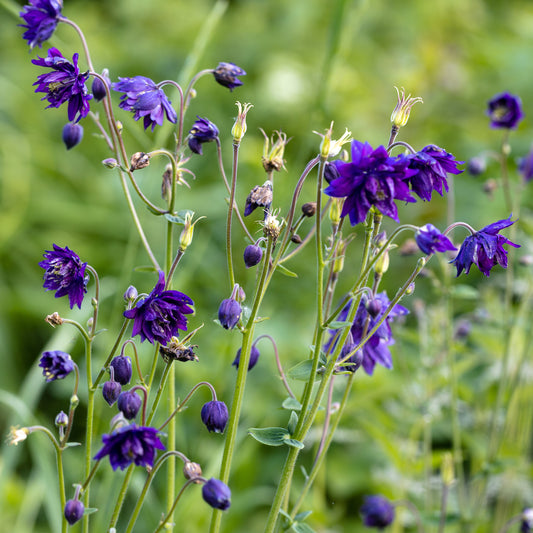 Garten-Akelei 'Blue Barlow'