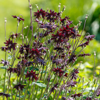 Verkauf Garten-Akelei 'Black Barlow'