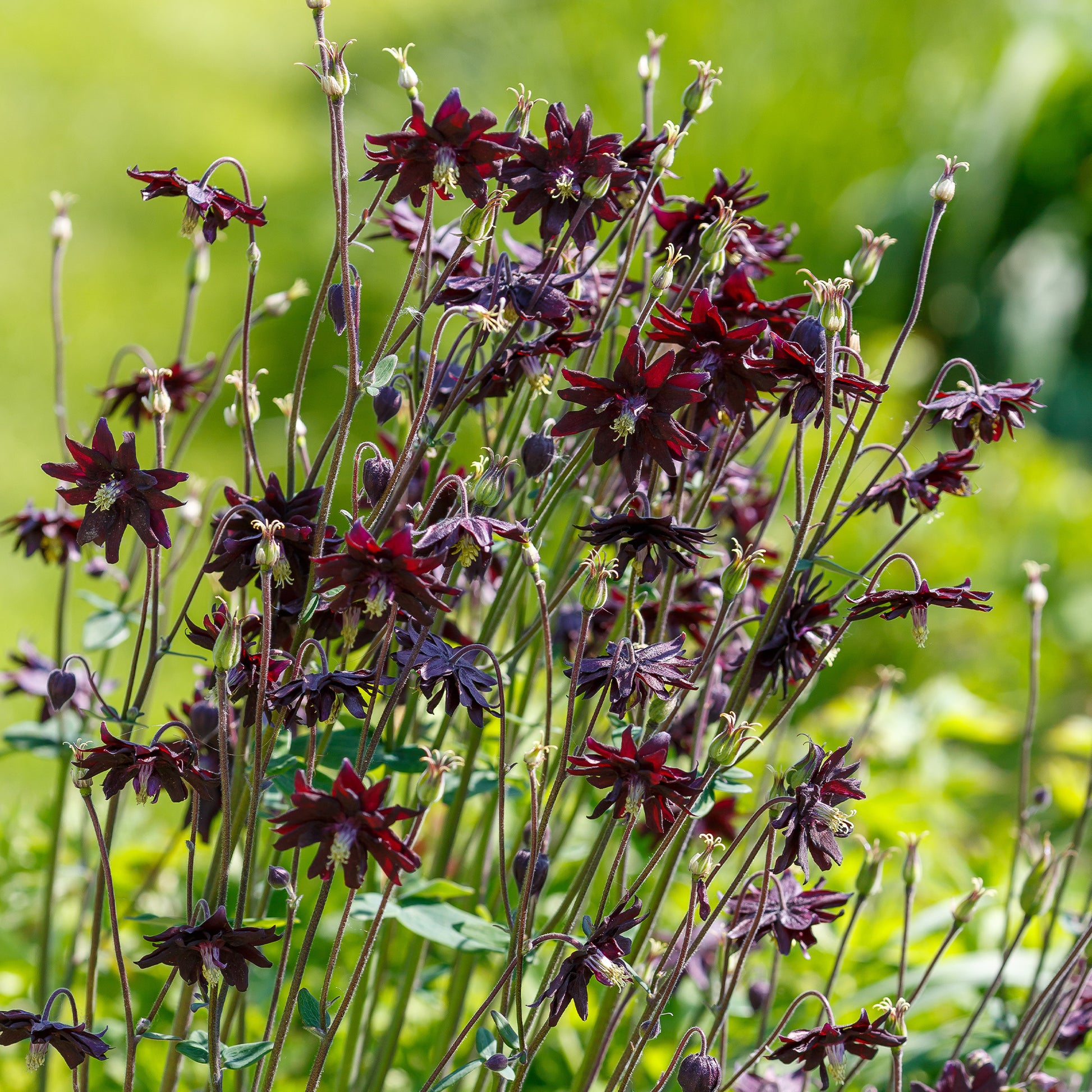 Verkauf Garten-Akelei 'Black Barlow'