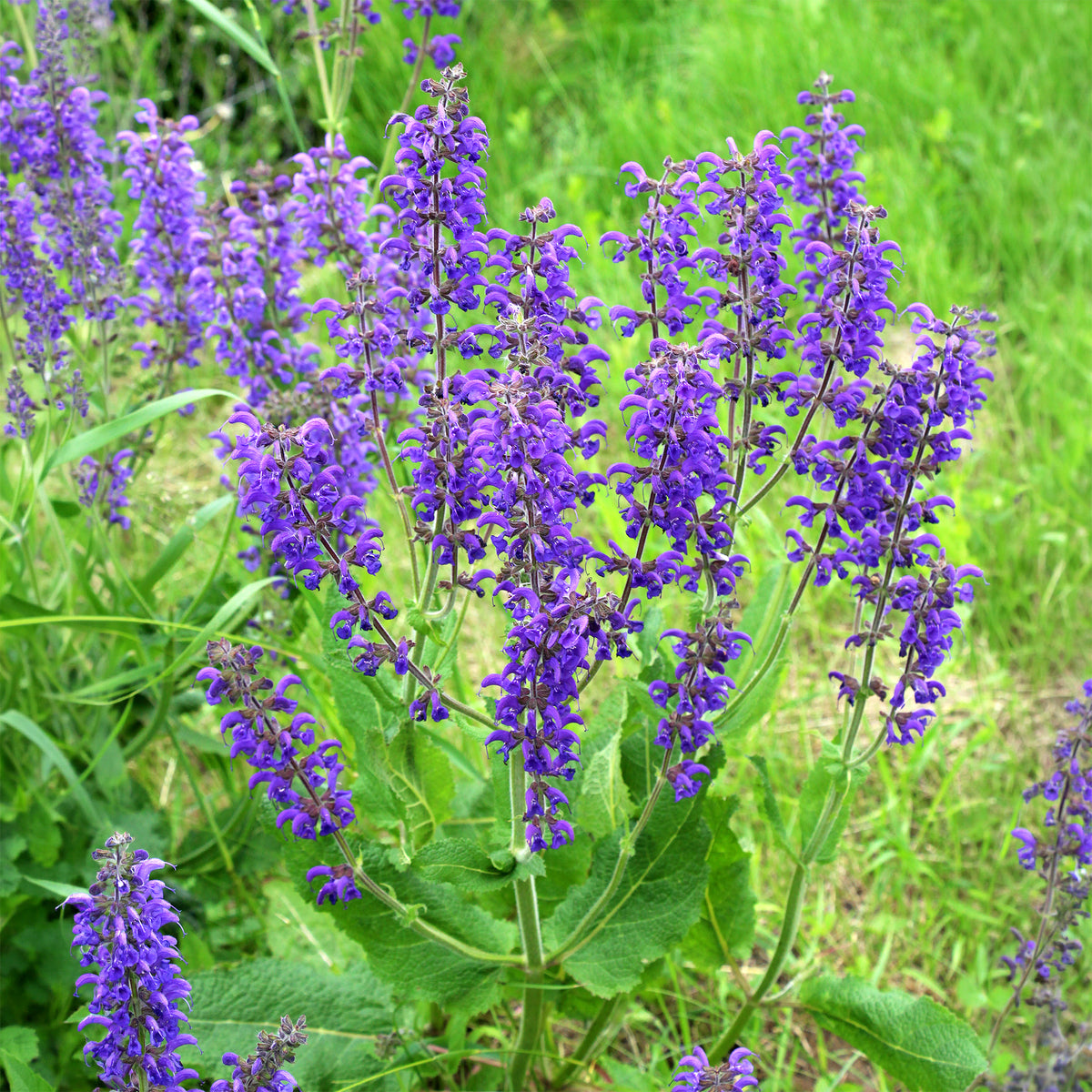 Wiesensalbei - Salvia pratensis - Bakker