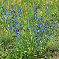Stauden - Gewöhnlicher Natternkopf - Echium vulgare