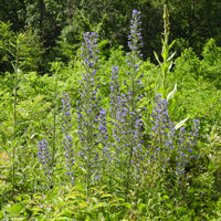 Gewöhnlicher Natternkopf - Echium vulgare - Bakker