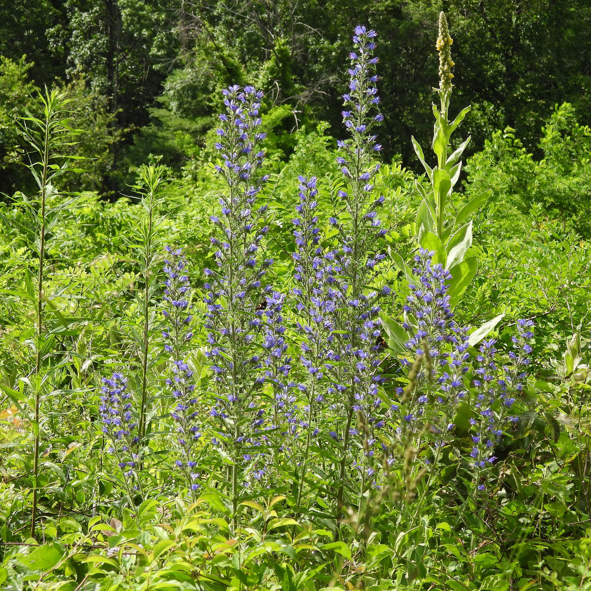 Gewöhnlicher Natternkopf - Echium vulgare - Bakker