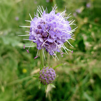Wildpflanzen für den Garten - Teufelsabbiss - Succisa pratensis