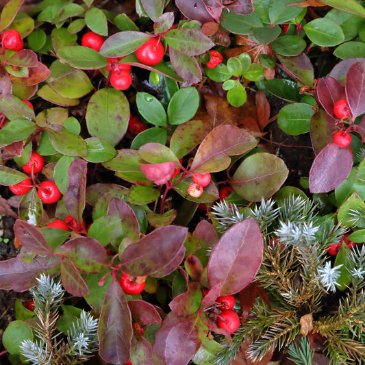 Gaultheria procumbens 'Big Berry' - Bakker