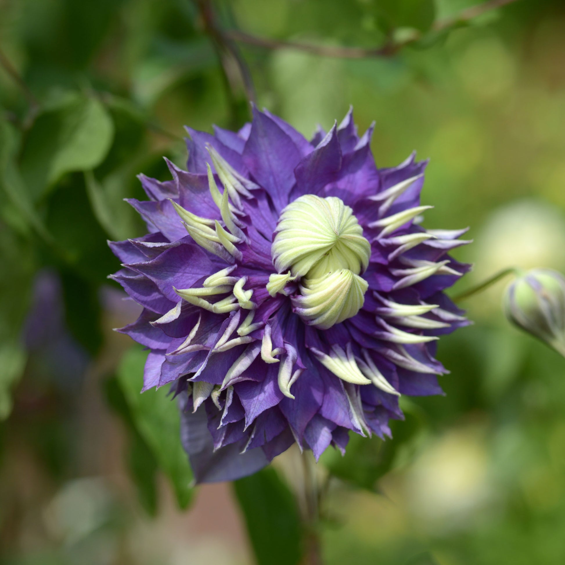 Waldrebe 'Taiga' - Clematis Taïga - Bakker