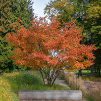 Verkauf Kupfer-Felsenbirne - Amelanchier lamarckii