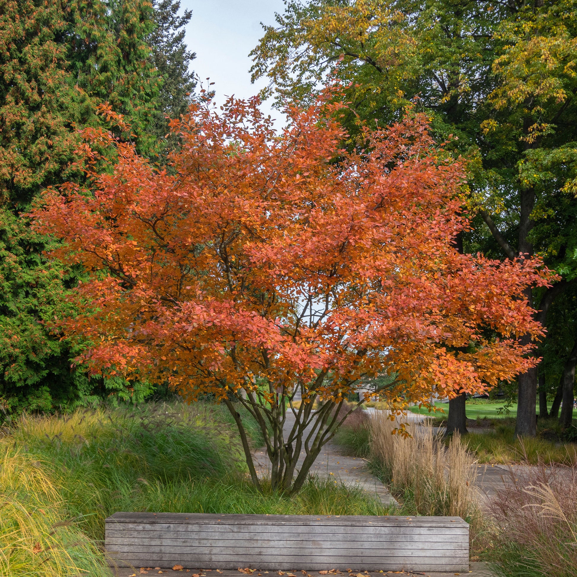 Verkauf Kupfer-Felsenbirne - Amelanchier lamarckii