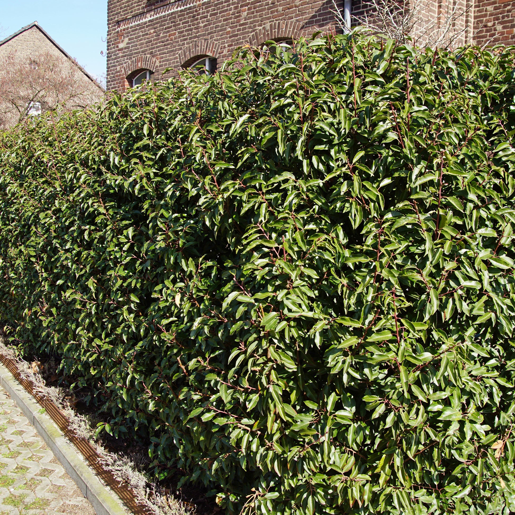 Portugiesischer Lorbeer (x3) - Prunus lusitanica angustifolia - Bakker