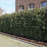 Portugiesischer Lorbeer (x3) - Bakker