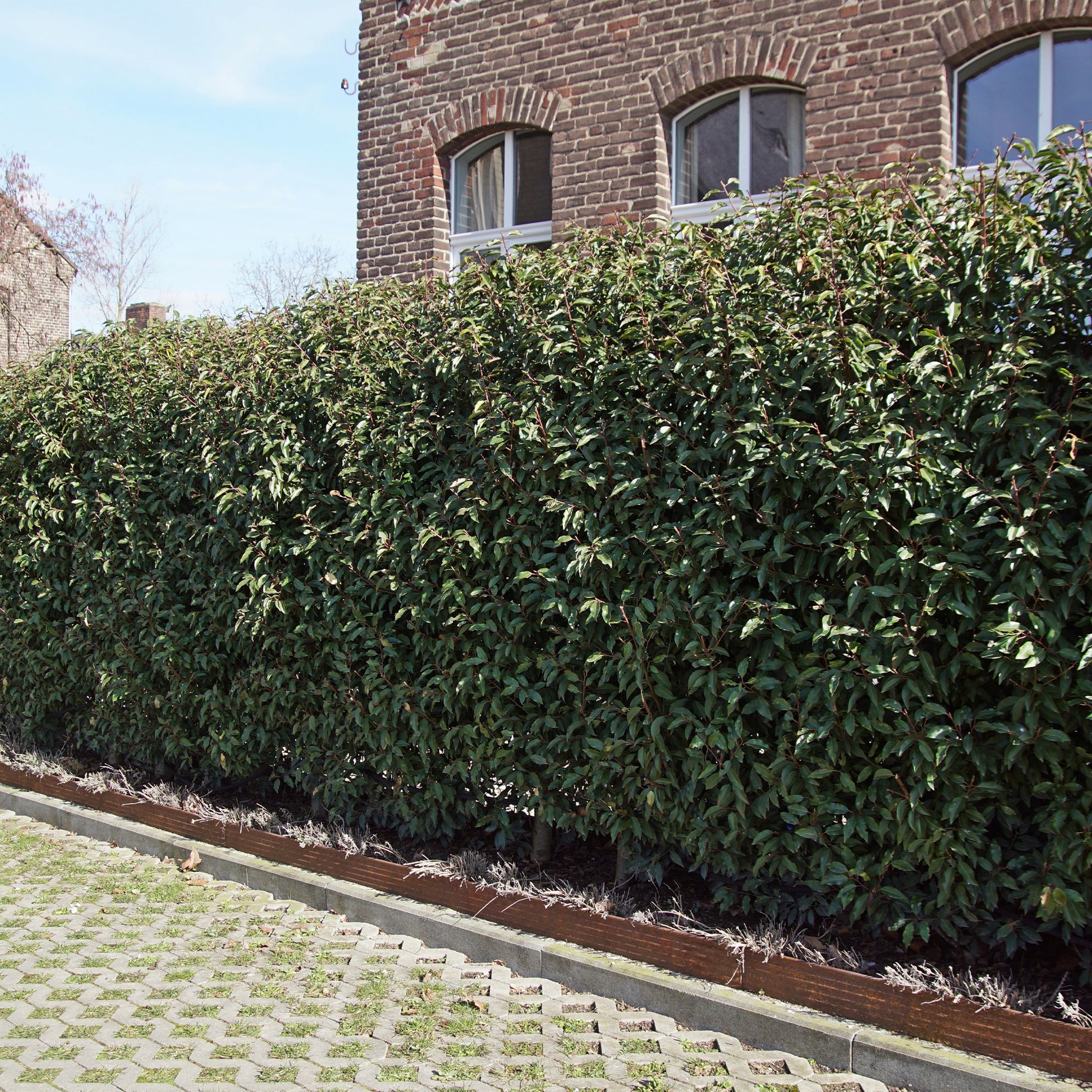 Portugiesischer Lorbeer (x3) - Bakker