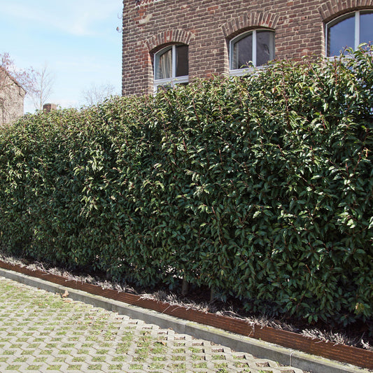 Portugiesischer Lorbeer (x3) - Bakker