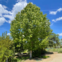 Tulpenbaum - Liriodendron tulipifera danny - Bakker