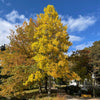 Tulpenbaum - Bakker